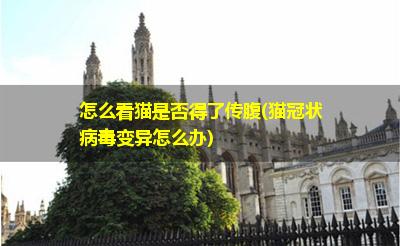 怎么看貓是否得了傳腹(貓冠狀病毒變異怎么辦)